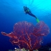 seafan_jk_v_0705_png0688.jpg